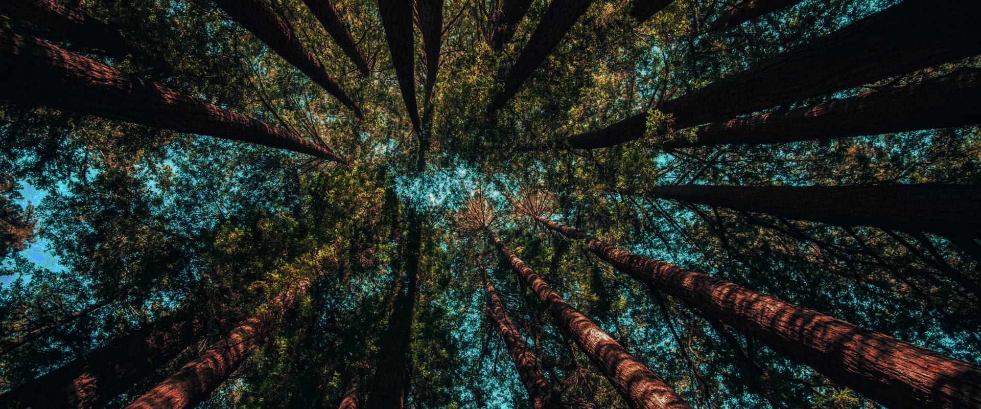 Photo de bas-en-haut d'arbres dans une forêt