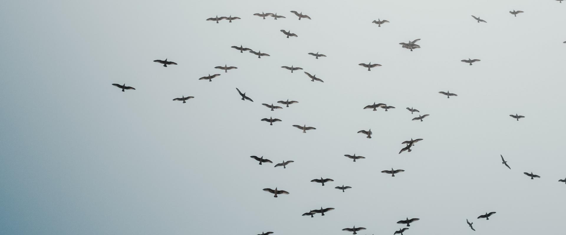 birds flying in flock